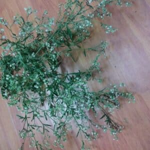 Escoba Amarga Herb – Bitter Spiritual Cleansing Plant