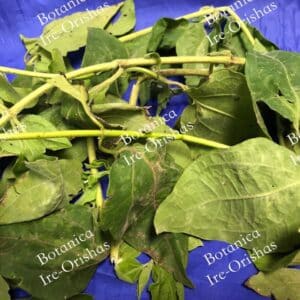 Rompe Saraguey Herb (Ewe-Tabate) – Spiritual Cleansing Plant