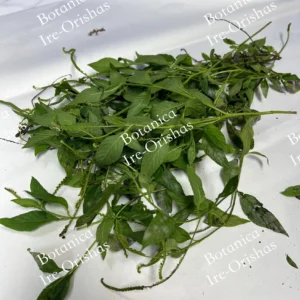 Herb planta hierba Alacrancillo-Indian Heliotrope Oshun Ochun ewe Agogo Igun