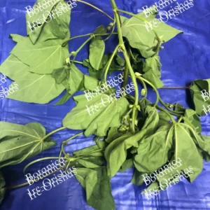 Herb planta hierba Algodon-Cotton ewe Agbede-owu Obatala