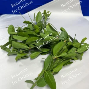 Herb ewe planta hierba Yo Puedo mas que tu-I can more than you Obatala Obbatala