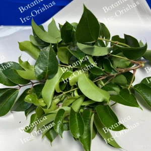 Herb planta hierba Almacigo Obatala Obbatala ewe