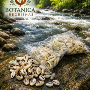 Open cowries