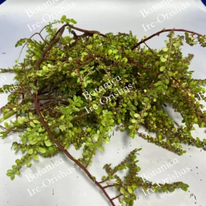 Herb planta hierba Frescura-Fresh Obatala ewe kuyekuye