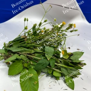 Herb planta hierba Romerillo-Spanish Needle ewe Abare