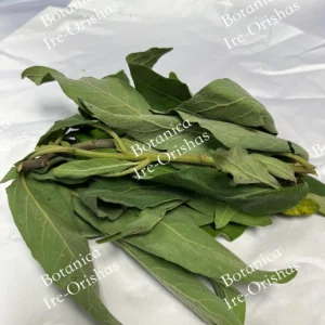 Herb planta hierba Salvia-Sage Obatala Obbatala ewe Asana