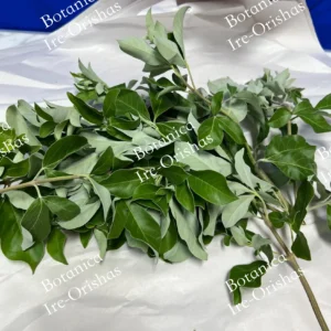 Herb planta hierba Vencedor-Victorios Obatala Obbatala ifa Orula Yemaya Shango