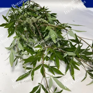 Herb planta hierba Vencedor-Victorios Obatala, ifa, Orula, Yemaya, Shango