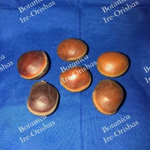 EPE bullseye seed (6) semilla de OJO DE BUEY