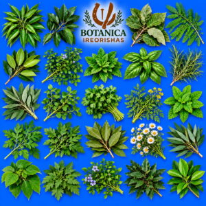 Planta