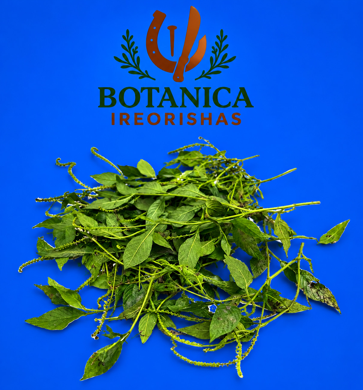Planta Alacrancillo