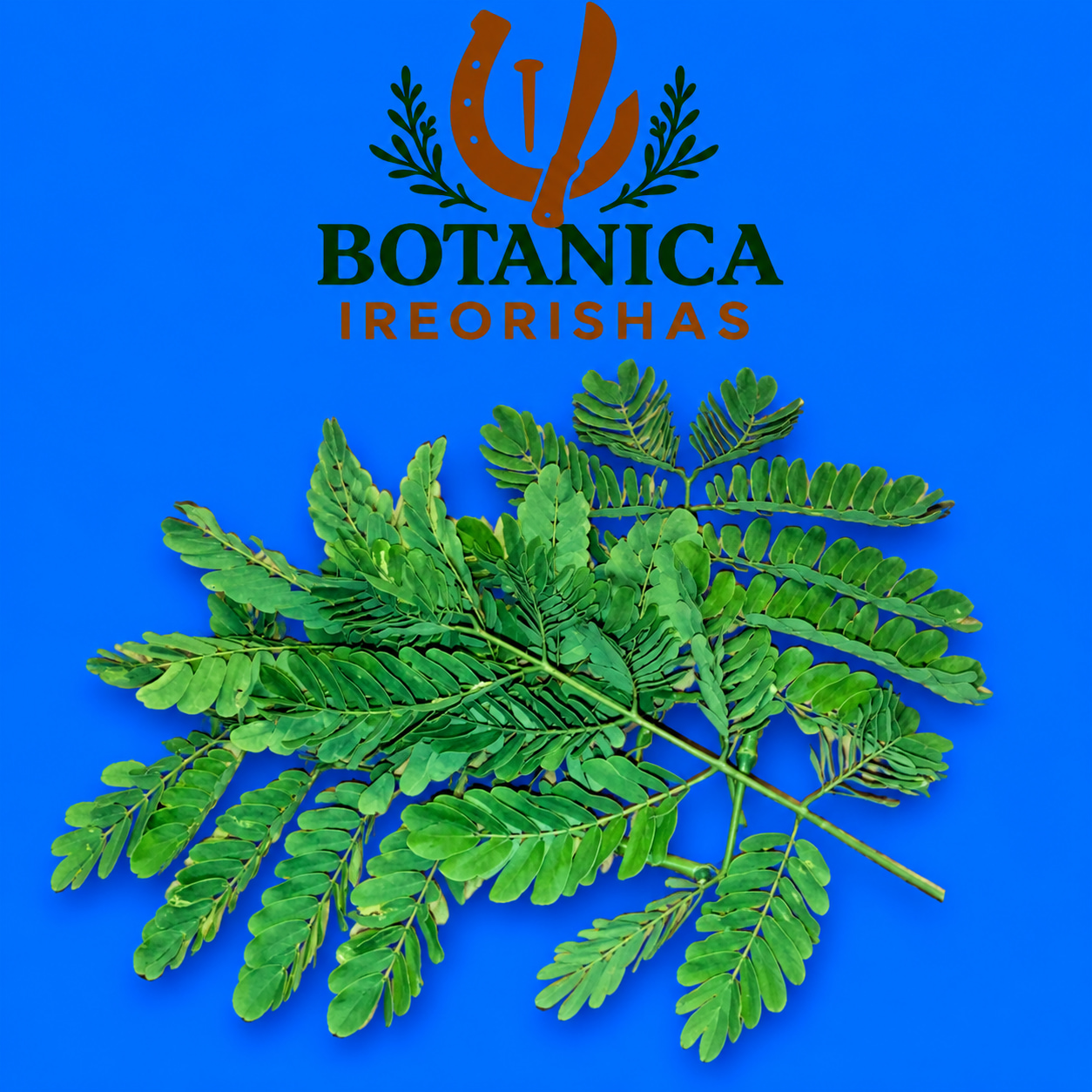 Planta Algarrobo