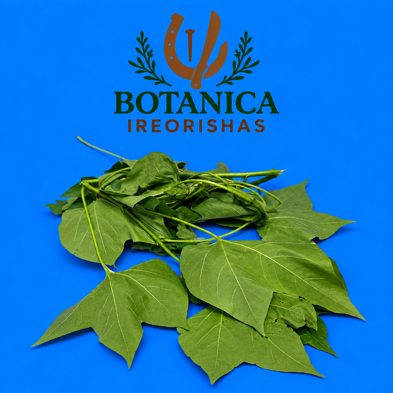 Planta Algodon