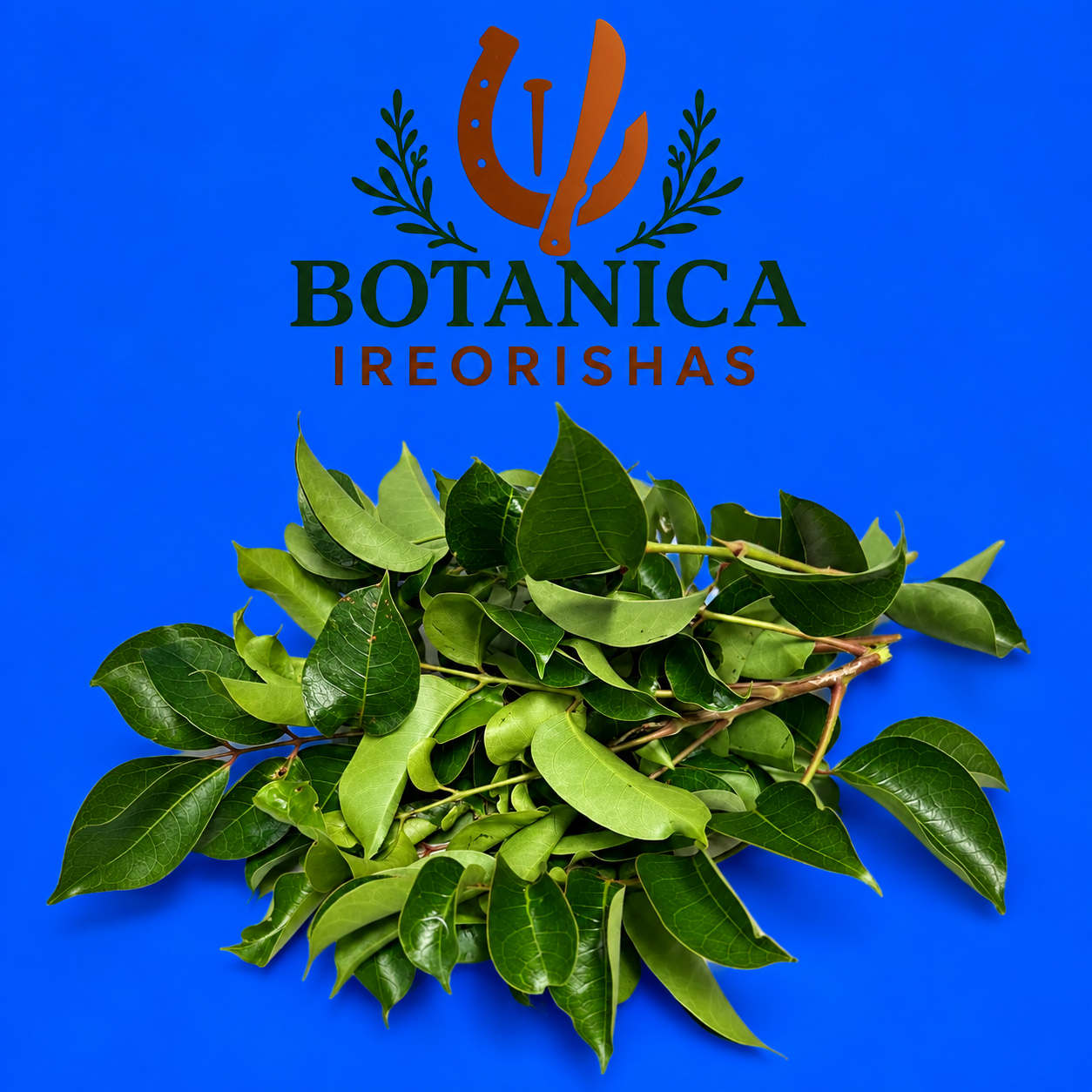 Planta Almacigo