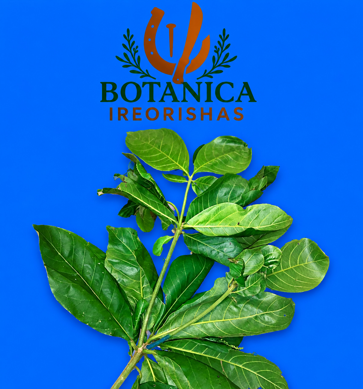 Planta Almendra
