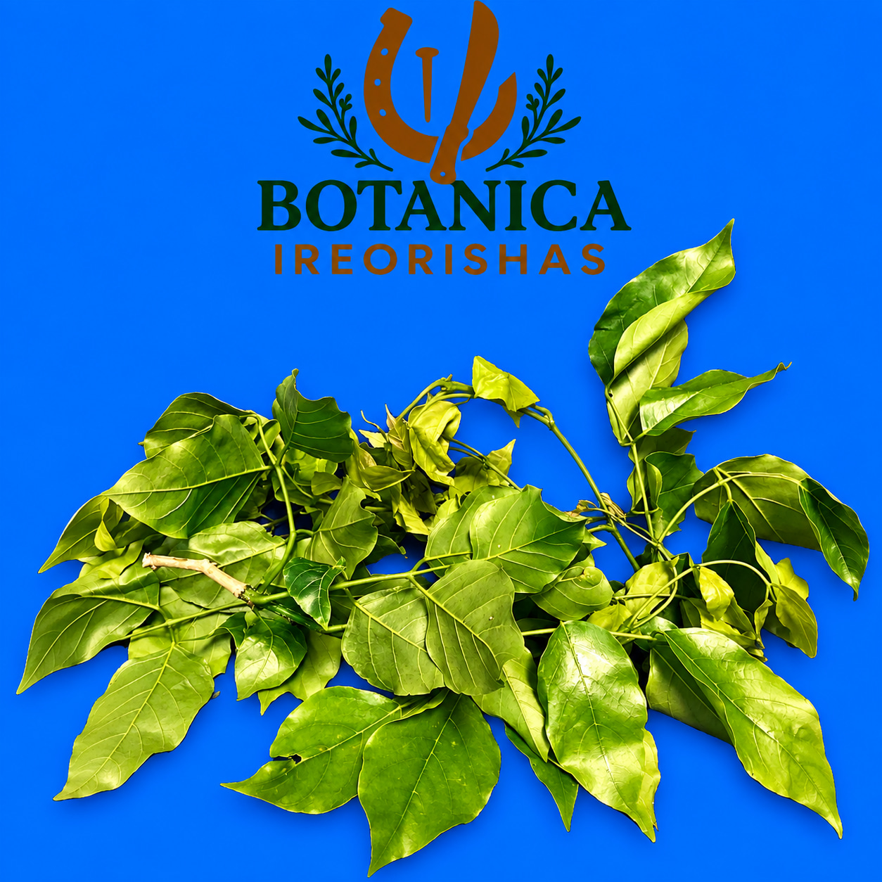 Planta Amansa Guapo