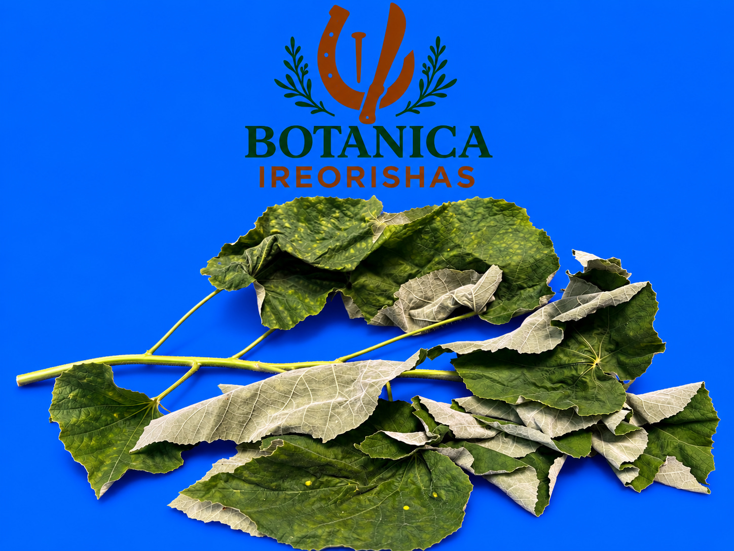 Planta Boton de Oro