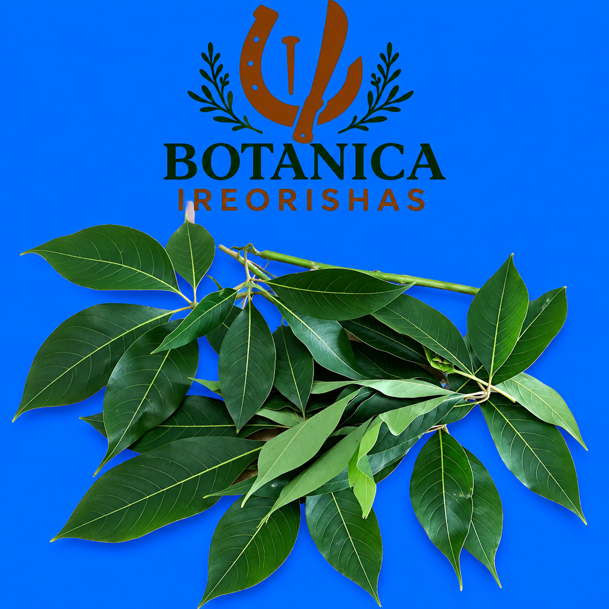 Planta Ceiba