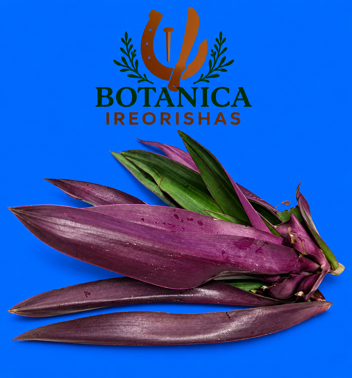 Planta Cordovan