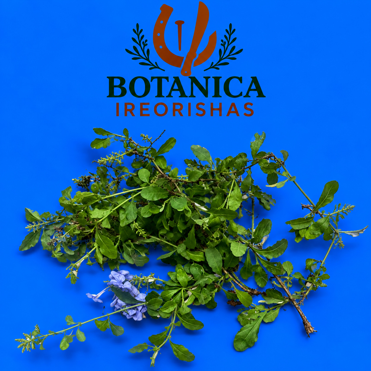 Planta Embeleso