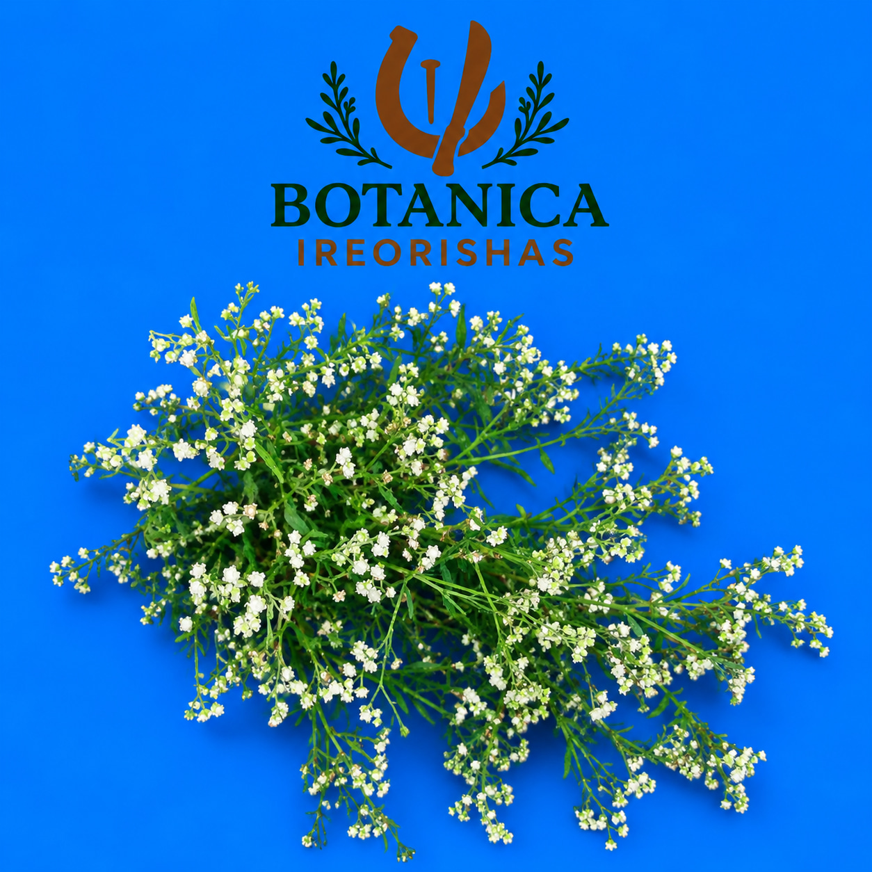 Planta Escoba Amarga