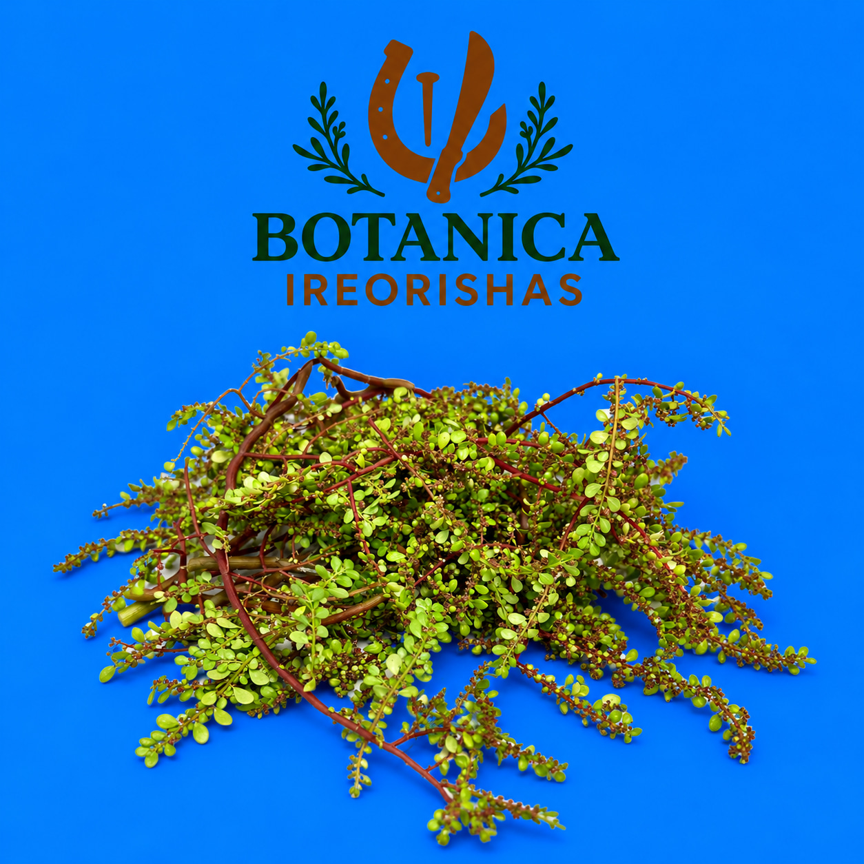 Planta Frescura