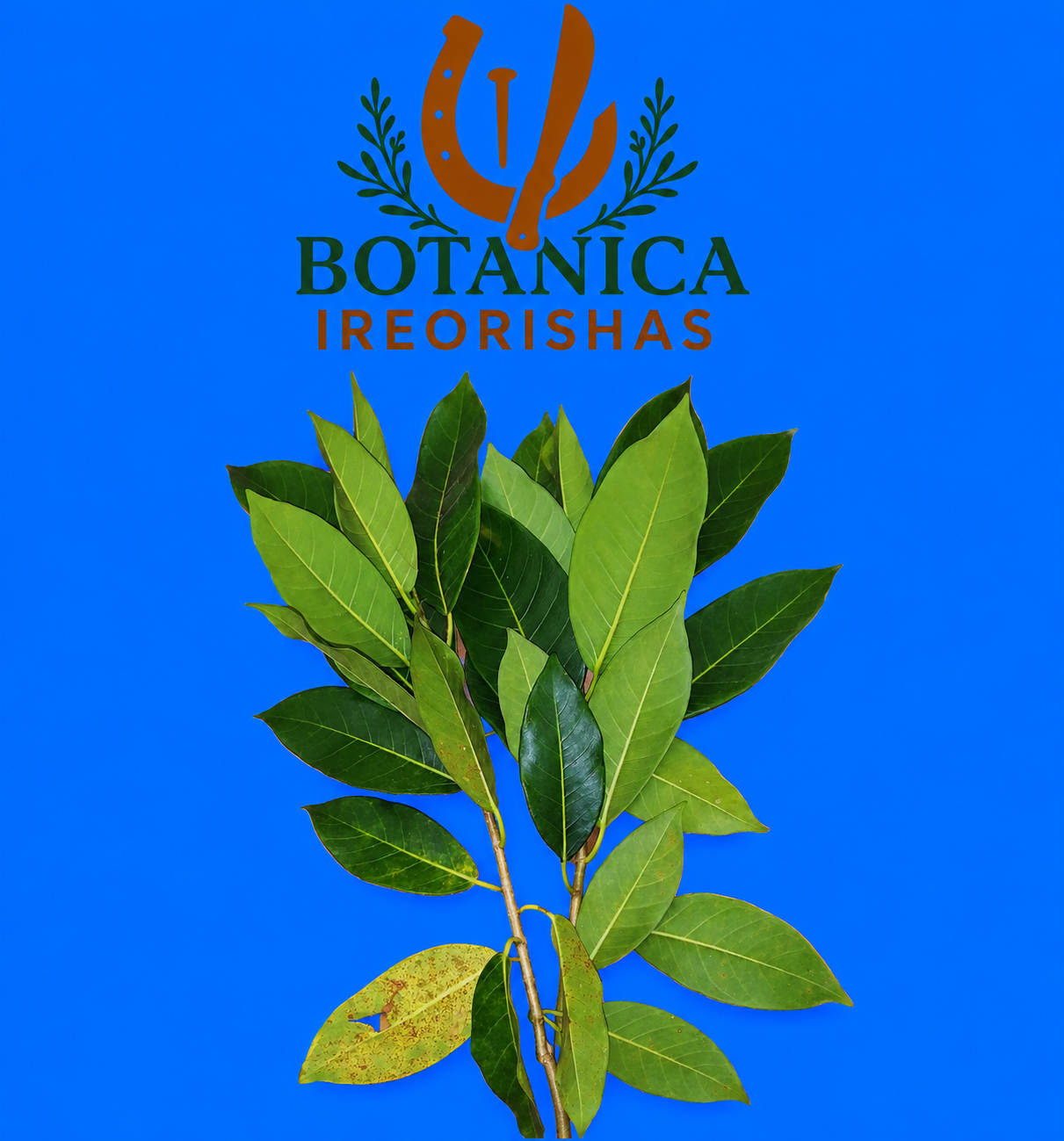 Planta Jaguey