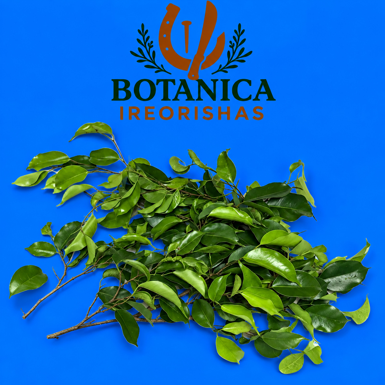 Planta Laurel