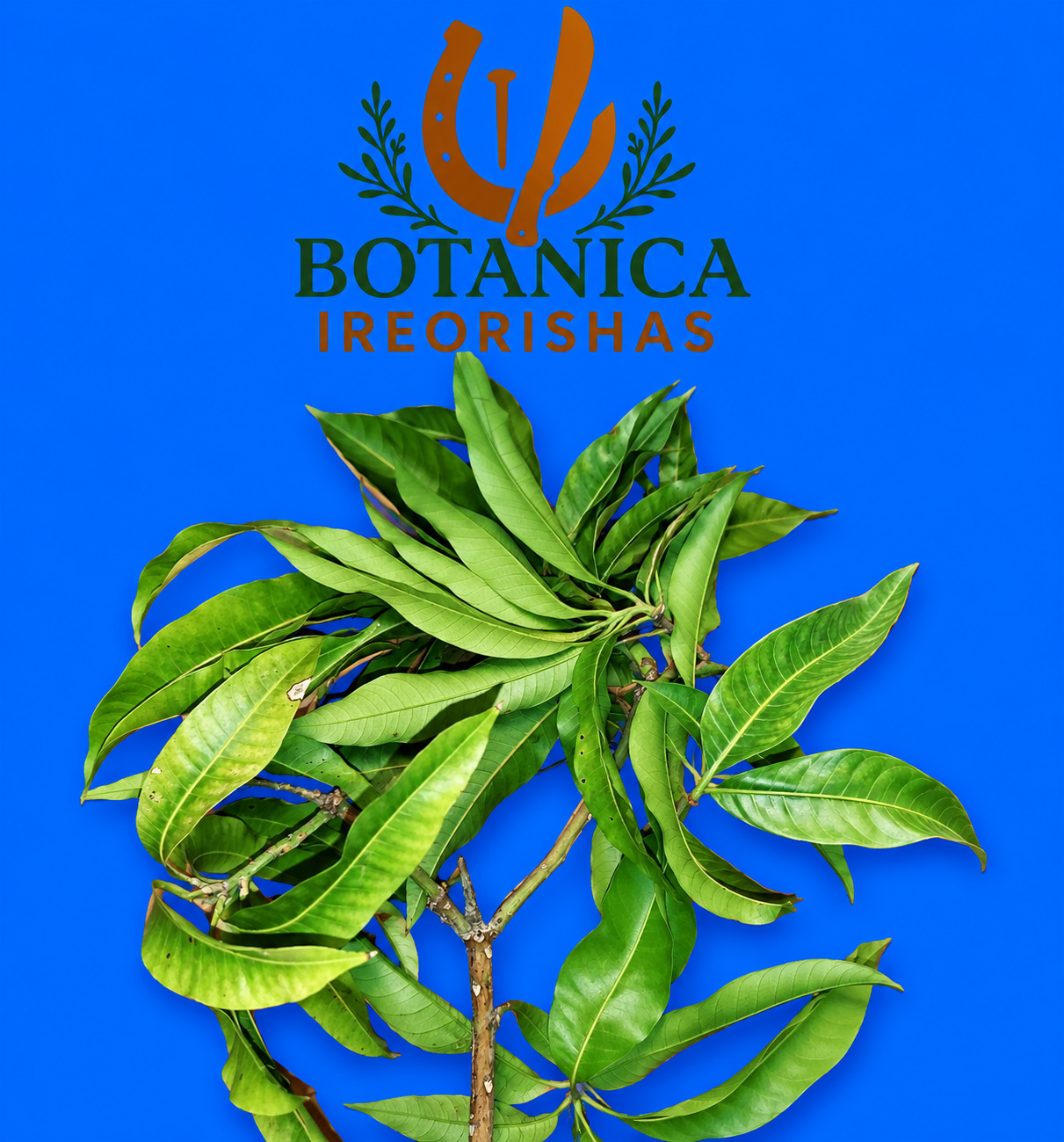 Planta Mango