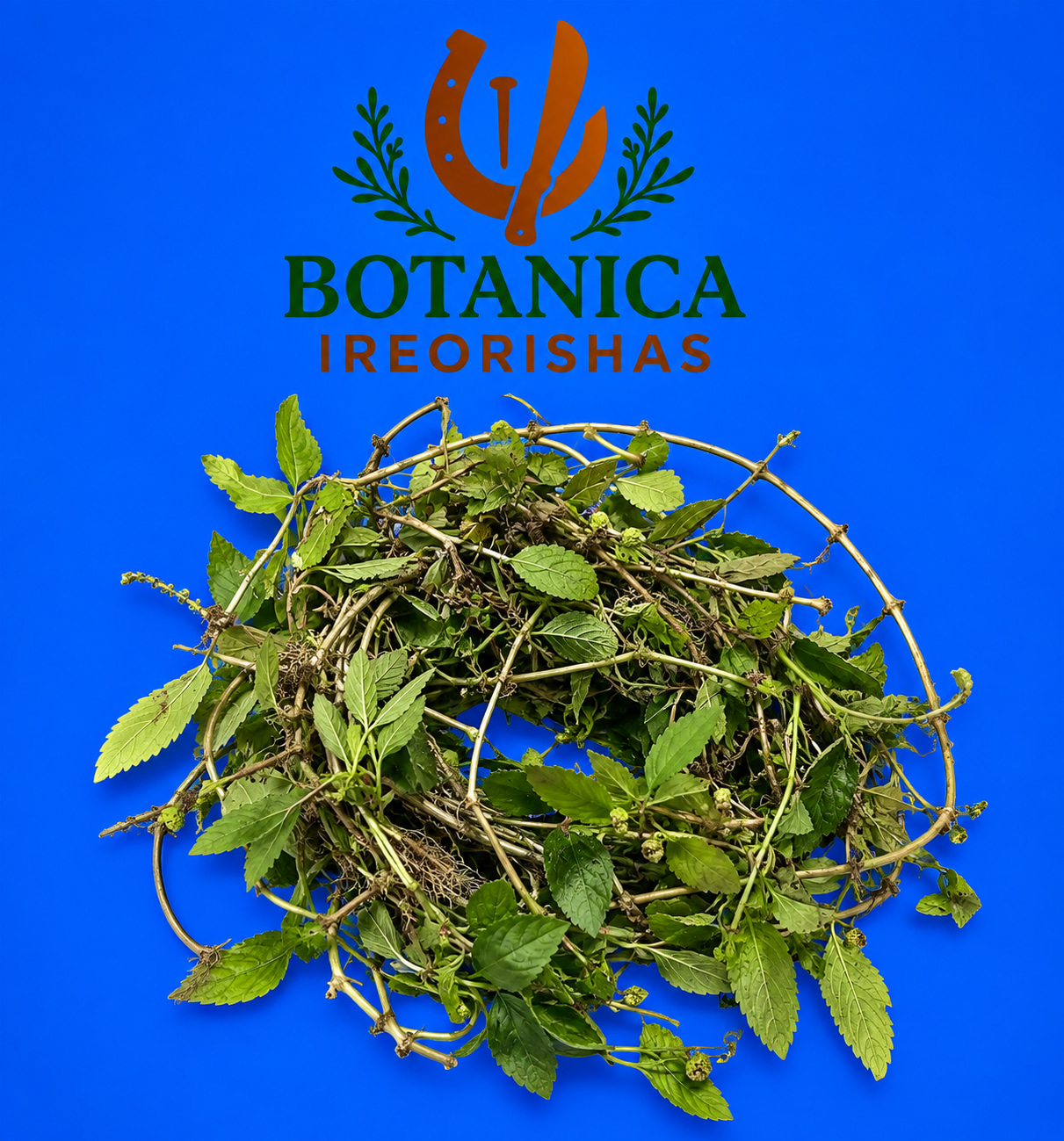 Planta Orosun