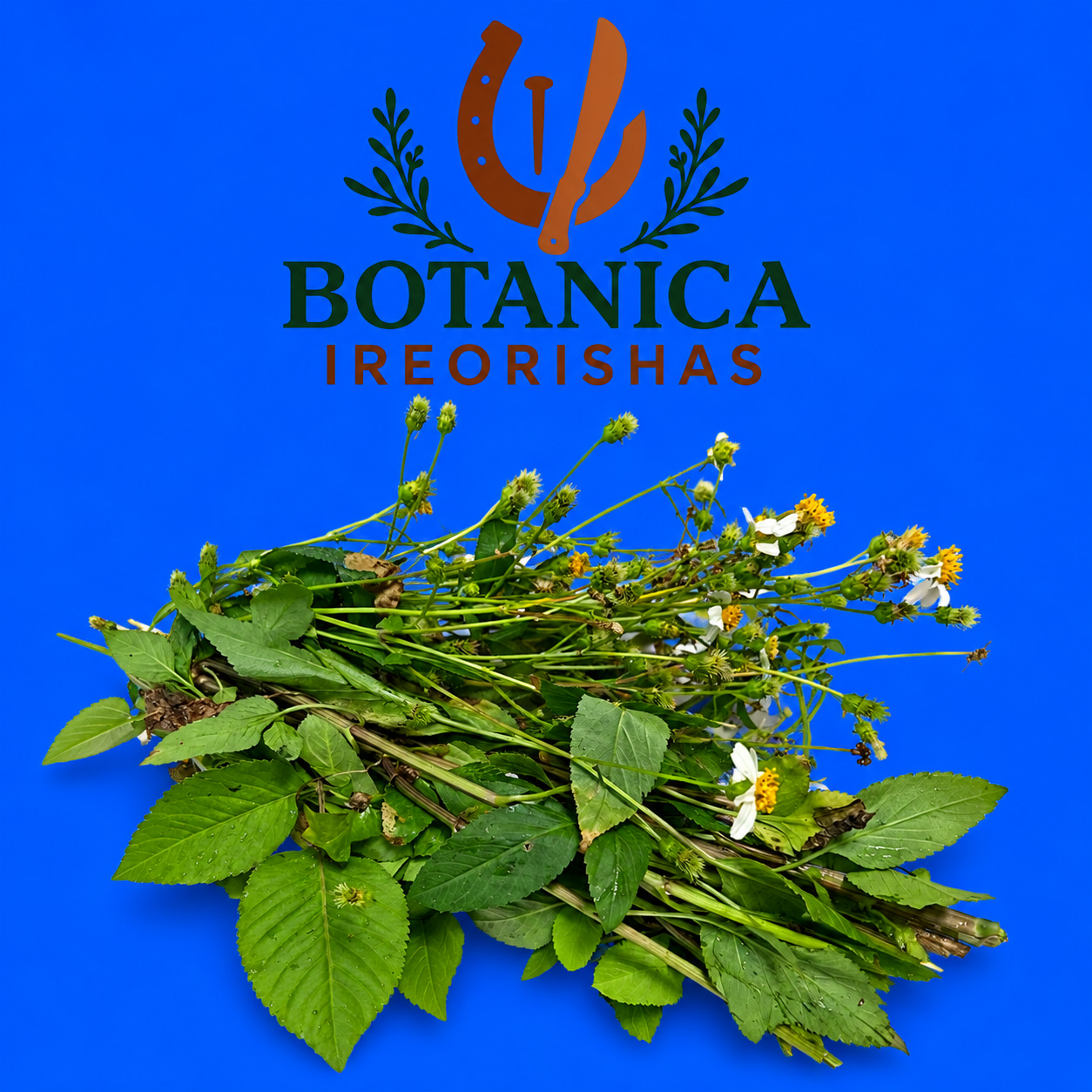 Planta Romerillo