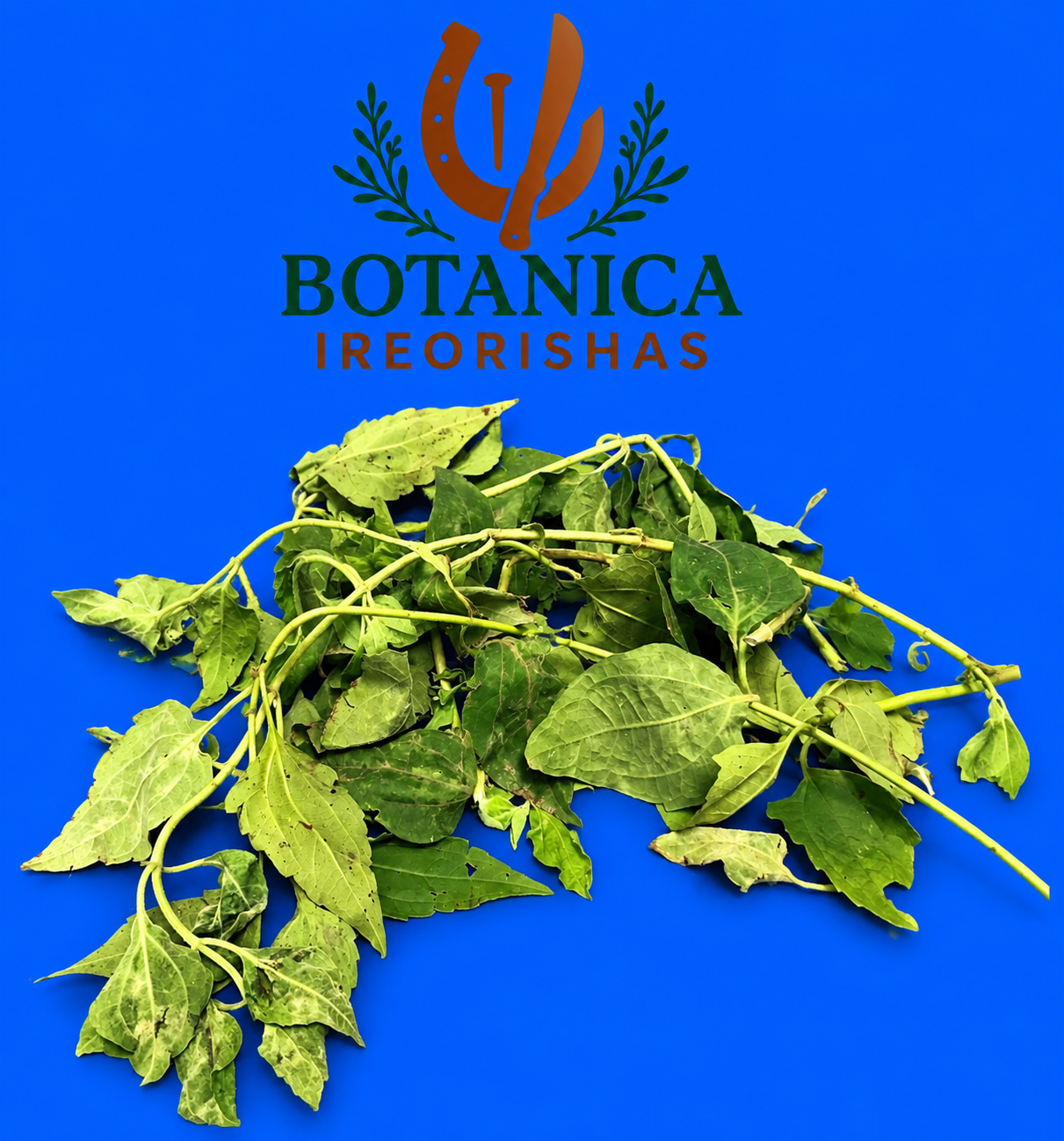 Planta Rompe Saraguey