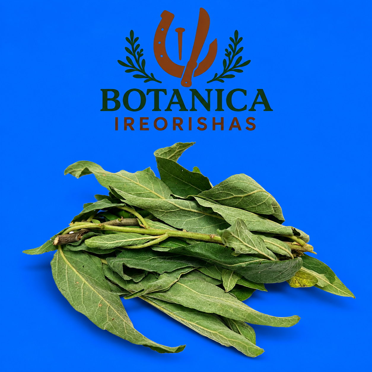 Planta Salvia