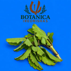 Planta Siempre Viva