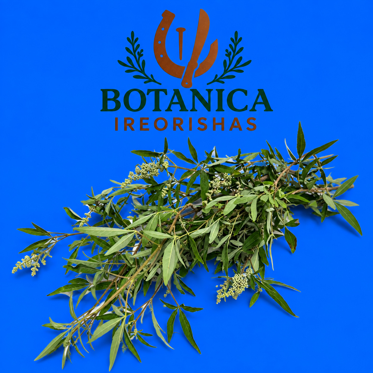 Planta Vencedor de Babalawo