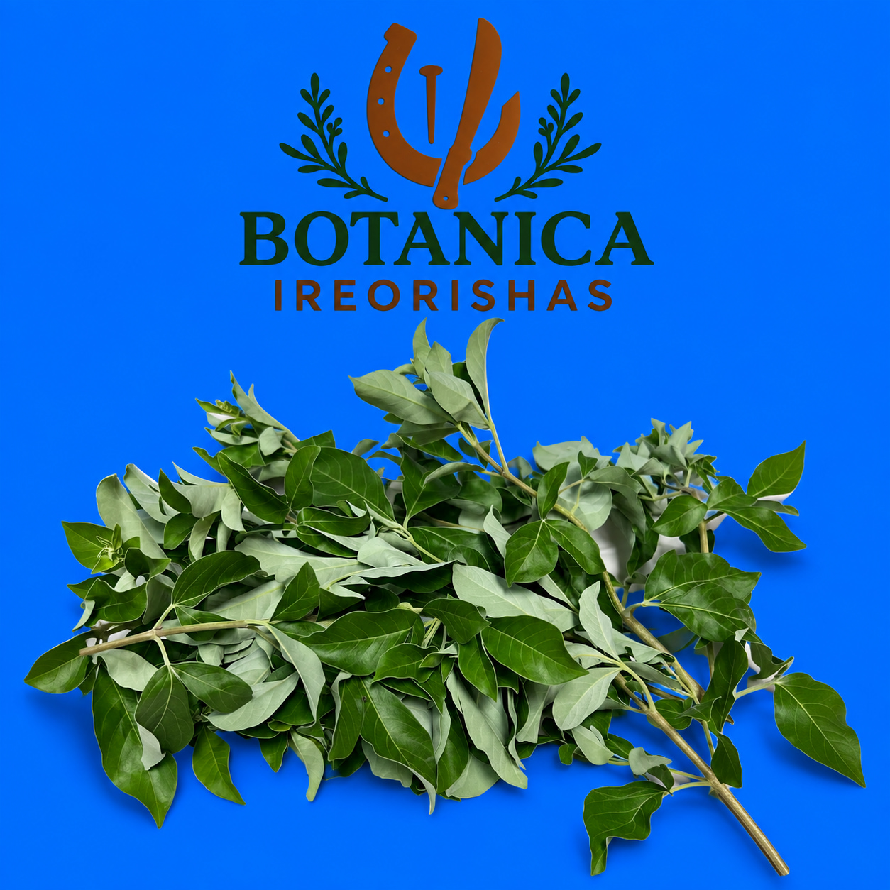 Planta Vencedor