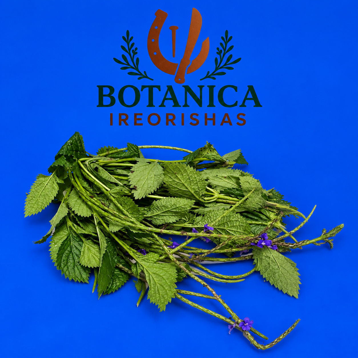 Planta Verbena