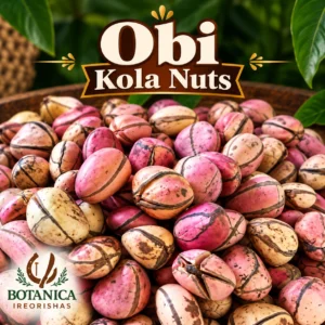 Obi Kola Nuts