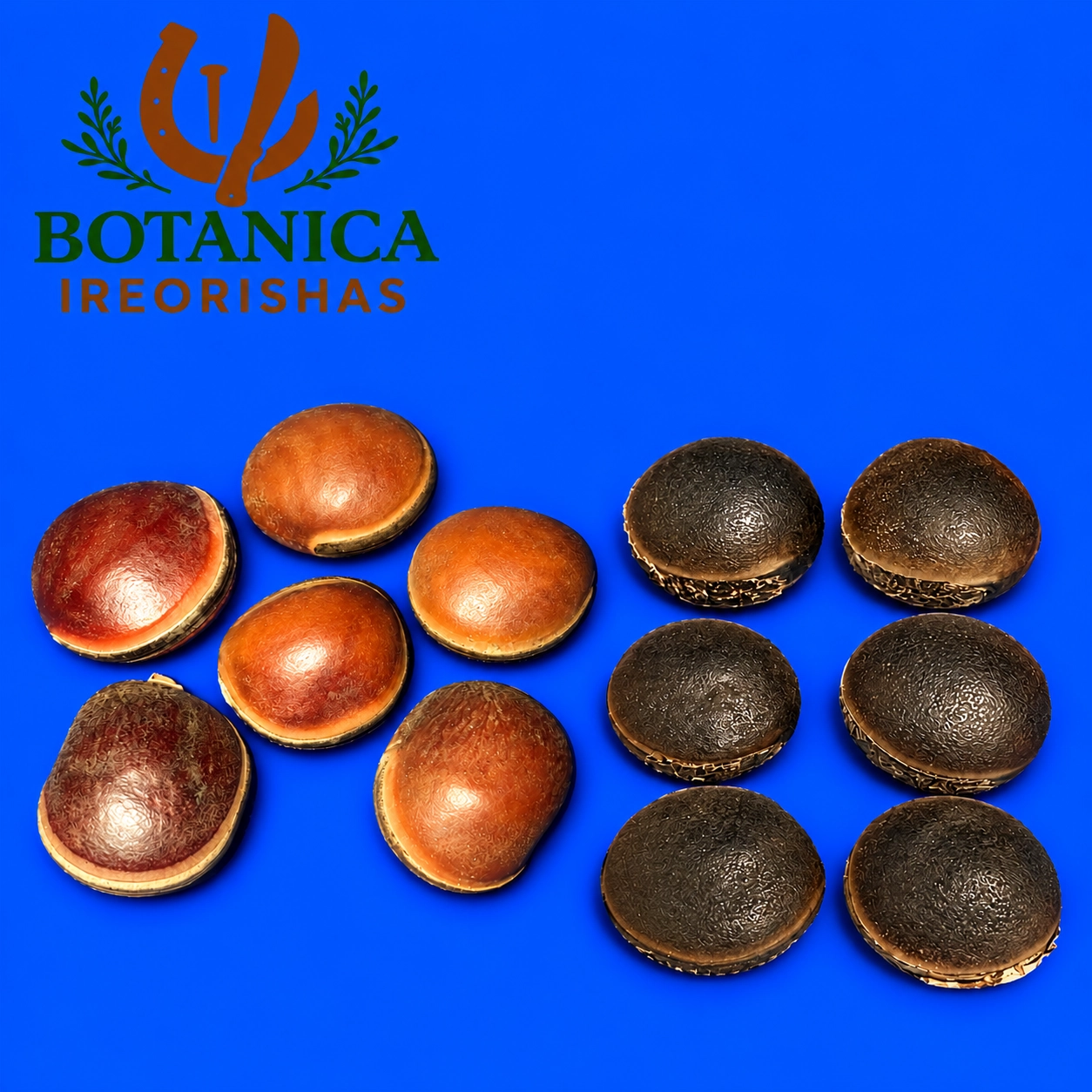 6 EPE Semilla de Ojo de Buey